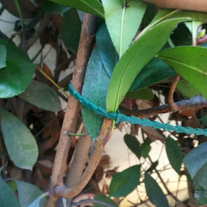 50 шт. регулируемых пластиковы – обзор и цена Vine Climbing Plastic