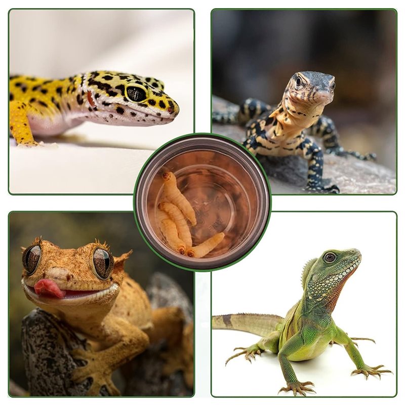 Кормушки и поилки для гекконов – обзор и цена Water Dish Reptile